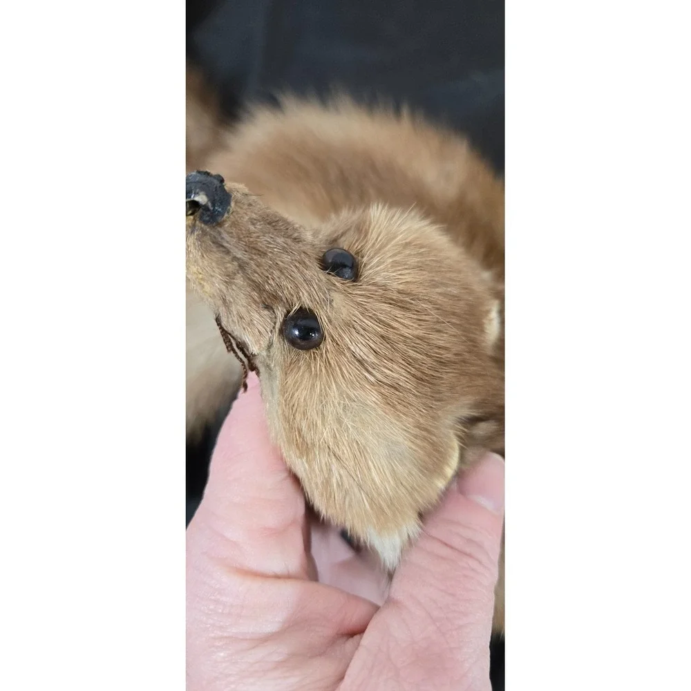 Large Brown 4 pelt Albrecht Furs St. Paul, Minnesota Sable Stole